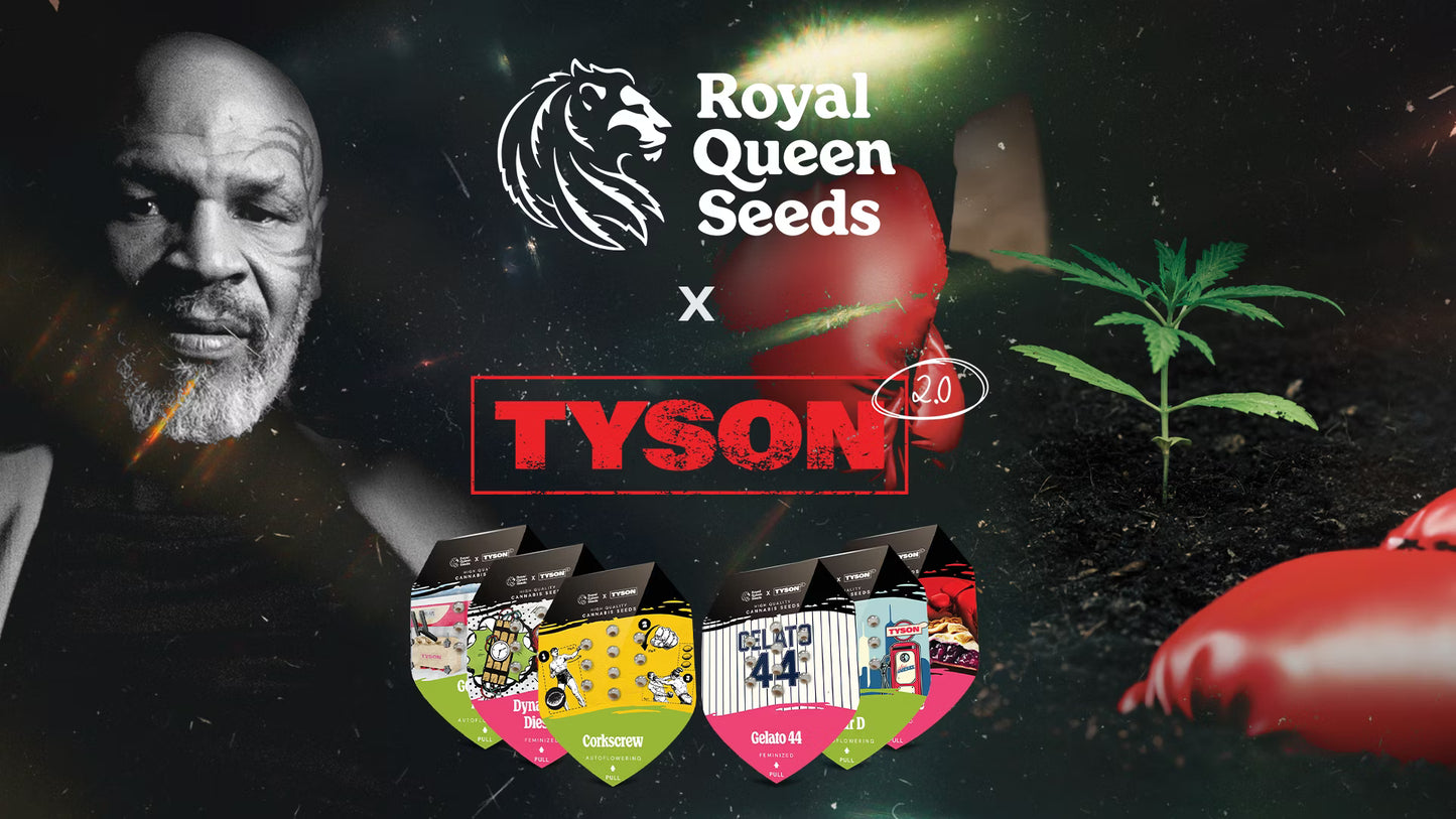 Royal Queen Seeds – Tyson 2.0