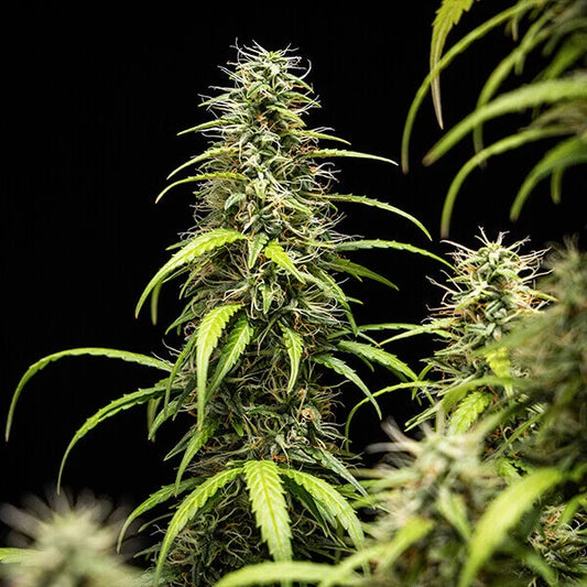 GOATlato Auto Cannabis Buds Gelato 44 x Cookies Auto, Creamy Dessert Terpenes