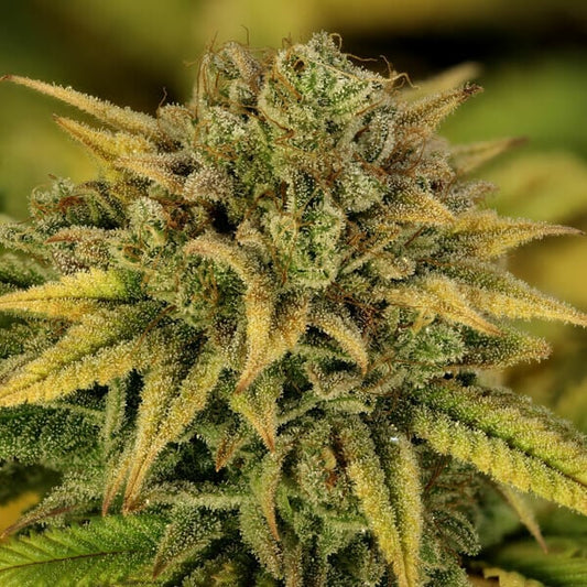 Green Gelato Feminised Buds 27% THC Indica Dominant, Dense Compact Purple Hued Flowers