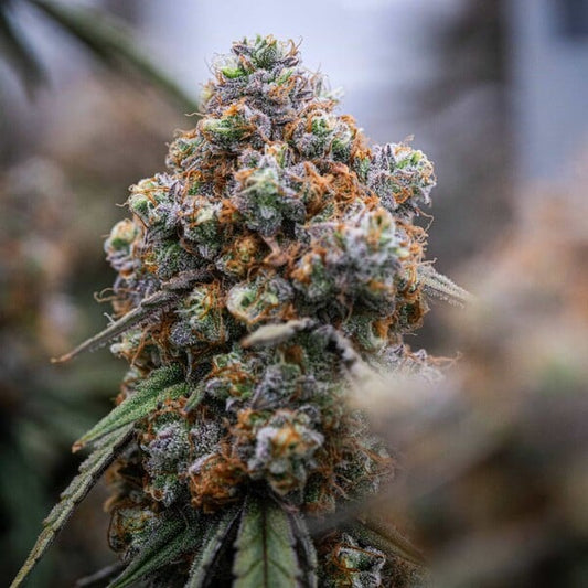 Medusa F1 Auto Buds Fast 42 Day Flower Rich Aroma, Potent Hybrid