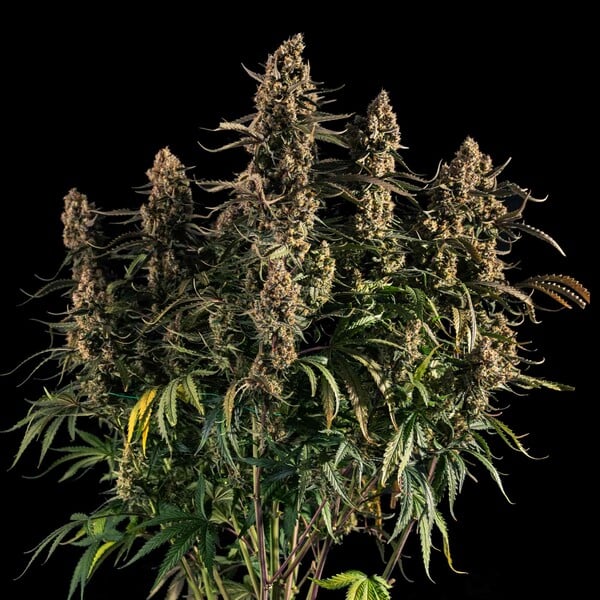 Medusa F1 Feminised Auto Buds – Easy Trim Dense Flowers Stable F1 Hybrid Genetics