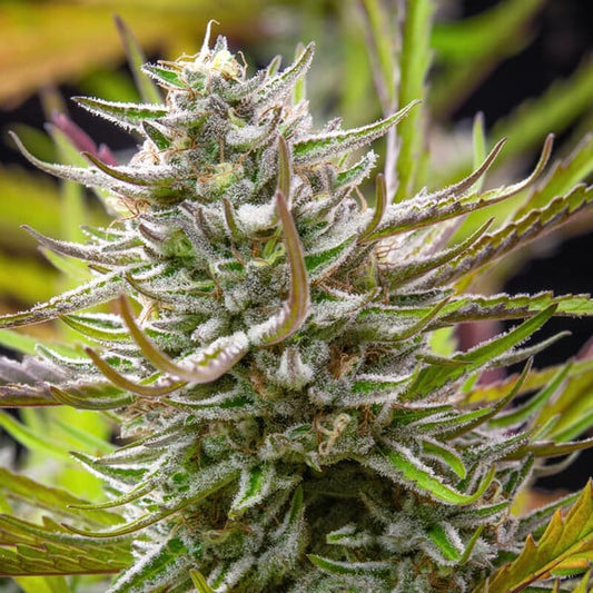 Mimosa Feminised Buds Vibrant Compact Sativa Dense High Yield Resinous Flowers