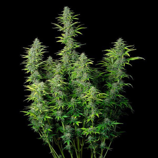 Royal Queen Seeds - Auto Flowering Seed Selection