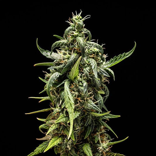 NYC Sour D Autoflower Buds 70% Sativa, 21% THC, Uplifting Creative Effect