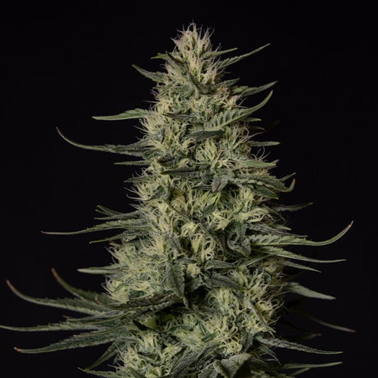 Punch Pie Feminised Buds – 90% Indica, 22% THC, Heavy Resin-Rich Flowers