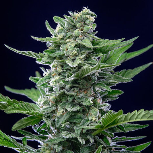 royal critical auto buds close up with dense structure and sweet fruity aroma profile