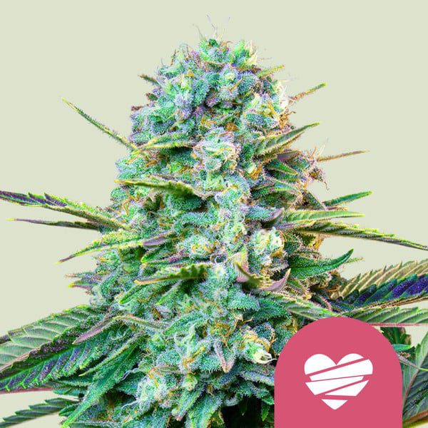 Royal Queen Seeds - Feminized Seeds Selection