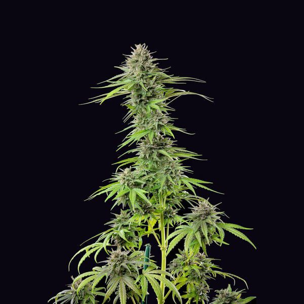 Royal Queen Seeds - Feminized Seeds Selection