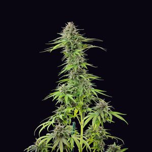 Royal Queen Seeds - Feminized Seeds Selection
