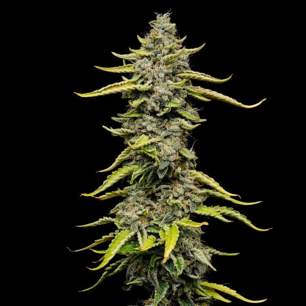 Blue Cheese Strain Buds Legendary Indica Hybrid, Dense Resinous Candy Cheese Flavour