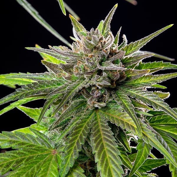 Blue Cheese Feminised Buds 60% Indica, 19% THC, Creamy Fruity Cheese Terpenes