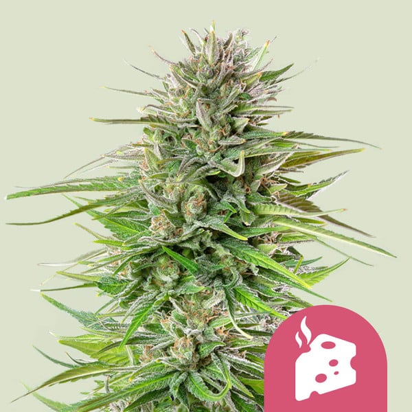Blue Cheese Cannabis Buds UK Cheese x Oregon Blueberry, Sweet Berry Funky Cheese Aroma