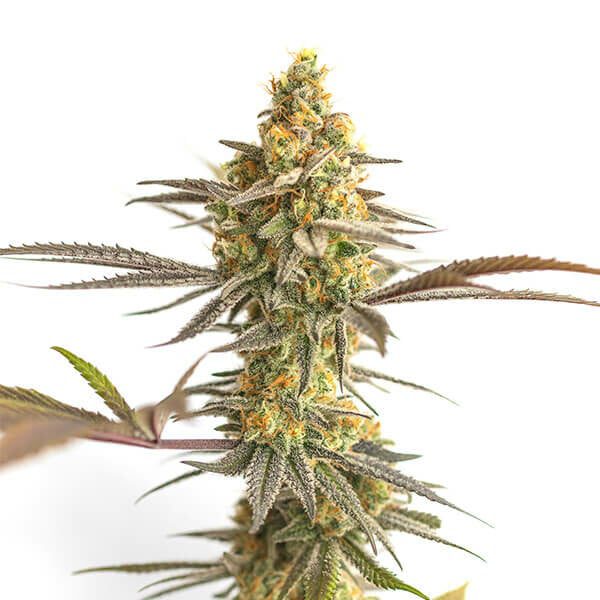 Royal Queen Seeds - Feminized Seeds Selection