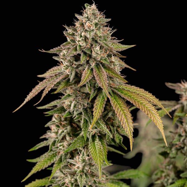 Royal Queen Seeds - Feminized Seeds Selection