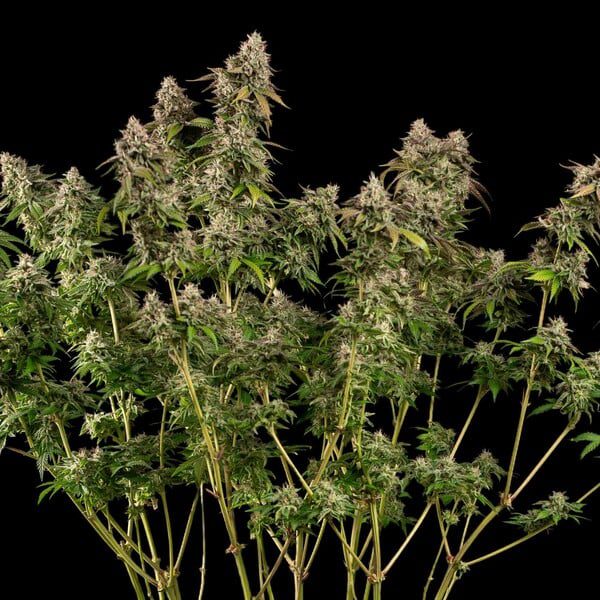 Royal Queen Seeds - Feminized Seeds Selection