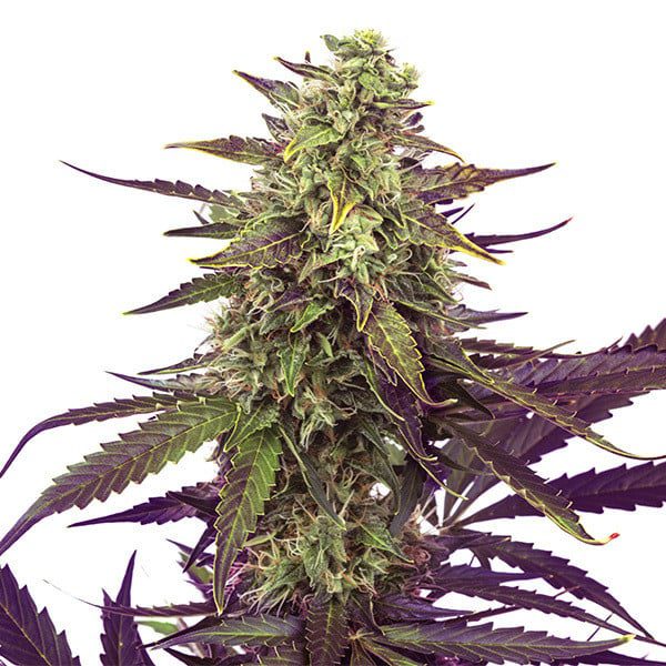 Royal Queen Seeds - Feminized Seeds Selection