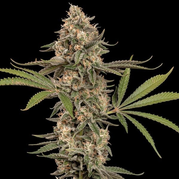 Cereal Milk Strain Buds Premium Dessert Hybrid, Sweet Vanilla Aroma, High Yield