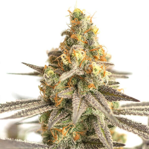 Cereal Milk Feminised Buds 60% Sativa, 23% THC Uplifting Cerebral Dense Flowers