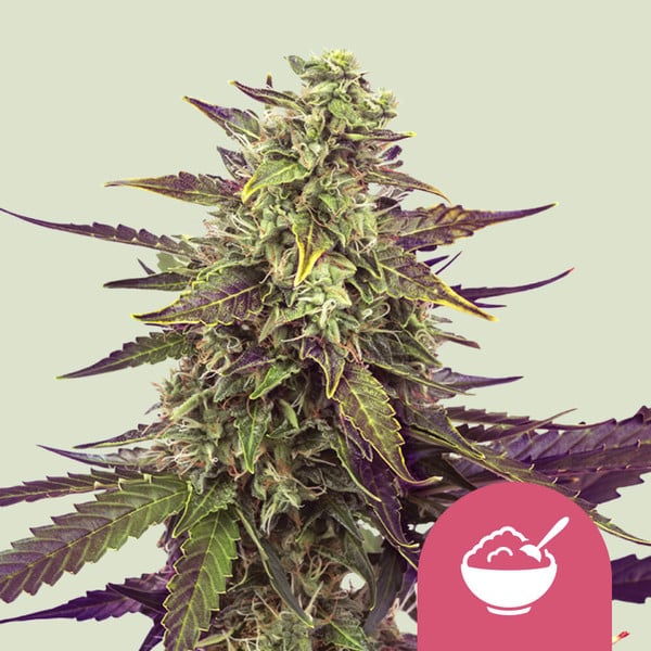 Cereal Milk Cannabis Buds GSC x Cherry Pie Cross, Creamy Vanilla Blueberry Terpenes