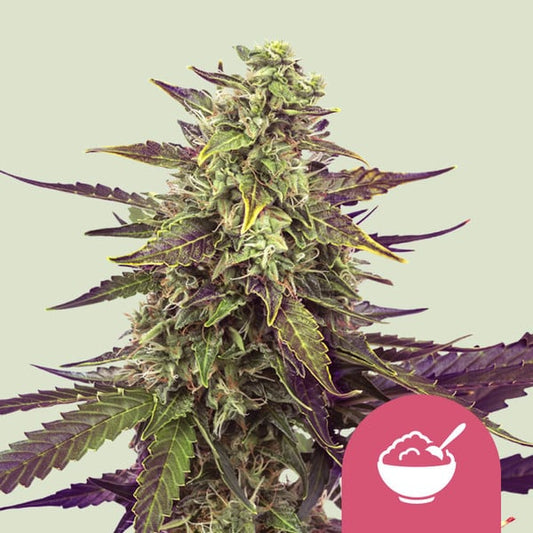 Cereal Milk Cannabis Buds GSC x Cherry Pie Cross, Creamy Vanilla Blueberry Terpenes