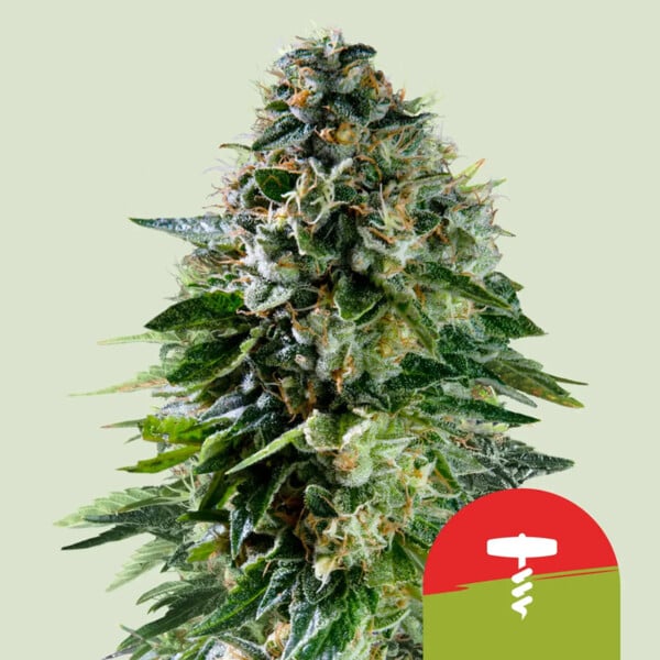 Corkscrew Auto Cannabis Buds Cherry PiexTangie, Sweet Tropical Cherry Terpenes