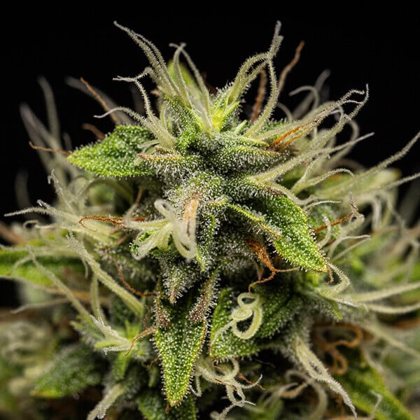 Corkscrew Auto Sativa Buds – RQS x Tyson 2.0 Genetics, Stocky Resinous Colas