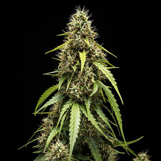 Corkscrew Auto Buds 55% Sativa 19% THC Resin-Drenched Uplifting Autoflower