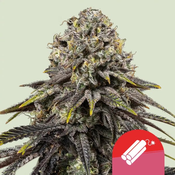 Dynamite Diesel Cannabis Buds Sour Diesel x Skywalker OG, Earthy Diesel Terpenes