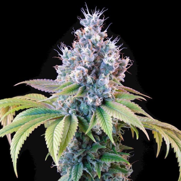 Dynamite Diesel Feminised Buds 65% Indica Fruity Diesel Strain, 9 Week Flower