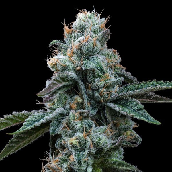 Dynamite Diesel Indica Buds 22% THC, Creative Relaxing High
