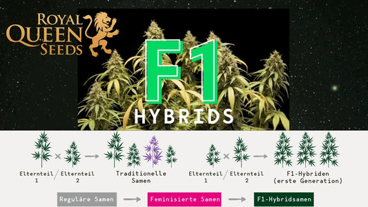 Royal Queen Seeds – F1Hybrids Seeds Selection