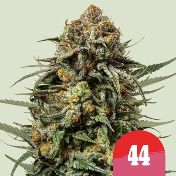 Gelato44 Cannabis Buds Sunset SherbetxThinMintGSC,BerryCreamMintTerpenes
