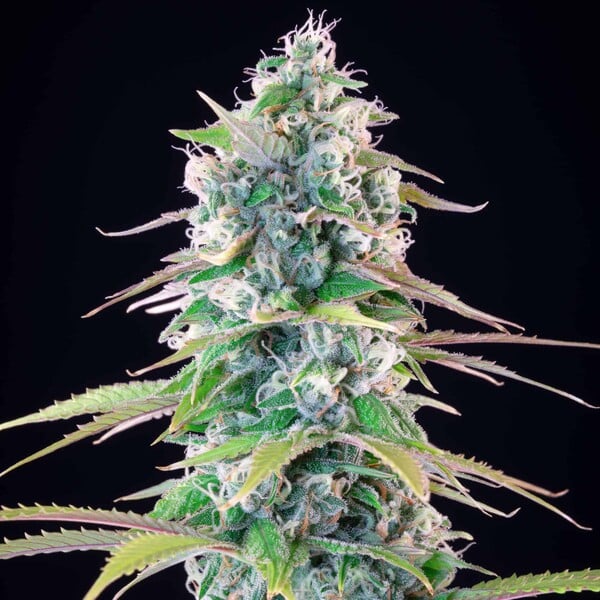 Gelato 44 Indica Buds Tyson 2.0 Exclusive 22% THC, Sweet Dessert Strain