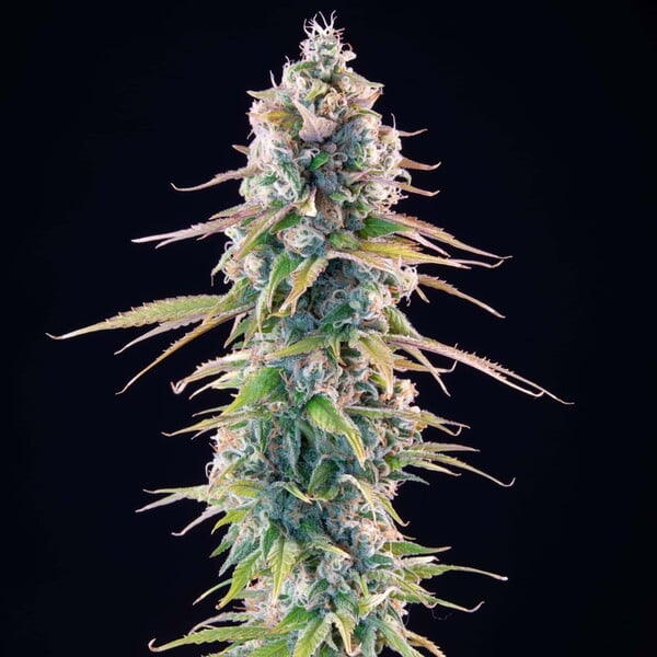 Gelato 44 Feminised Buds 75% Indica, Deep Relaxing Effects 8 Week Flower Time