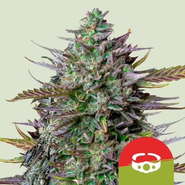GOATlato Auto Buds – 20% THC Indica Dominant, Euphoric Uplifting Effects