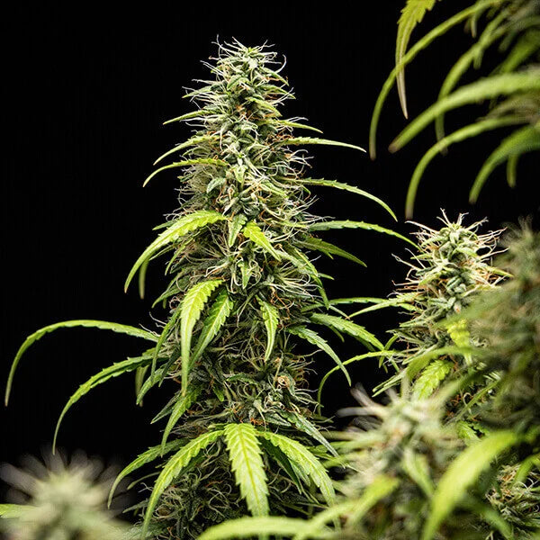 GOATlato Auto Cannabis Buds Gelato 44 x Cookies Auto, Creamy Dessert Terpenes