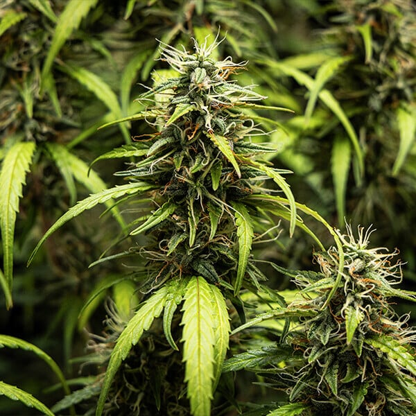 GOATlato Autoflower Buds – Tyson 2.0 Genetics, Dense Resinous Dessert Strain