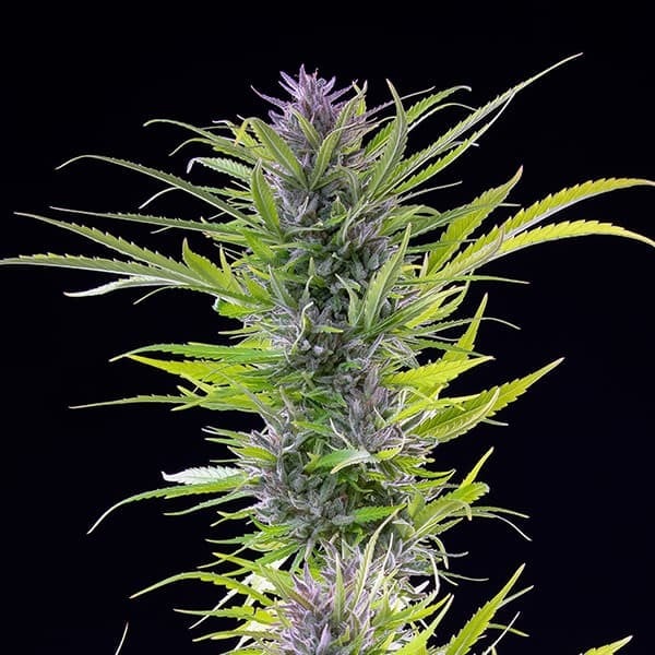 Green Gelato Strain Buds Award Winning Dessert Hybrid, Earthy Pepper Mint Aroma