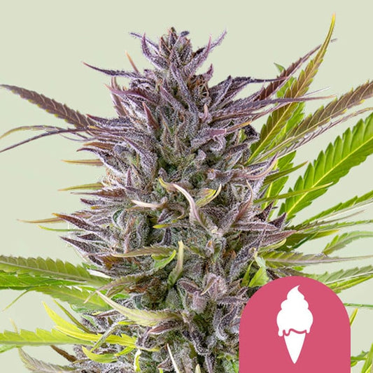Green Gelato Seeds Buds Thin Mint Cookies x Sunset Sherbet, Citrus Mint Terpenes