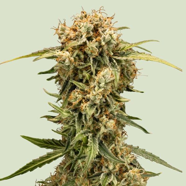 Medusa F1 Autoflower Seed Sugar MagnoliaxAmerican Beauty Dense Swollen Calyxe