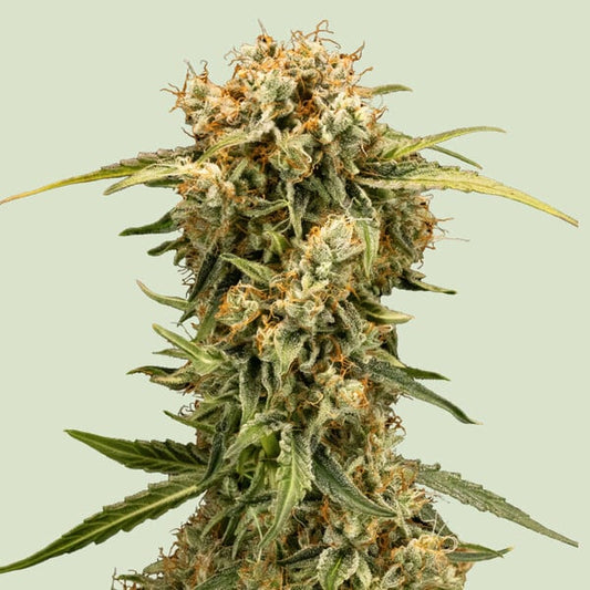 Medusa F1 Autoflower Seed Sugar MagnoliaxAmerican Beauty Dense Swollen Calyxe
