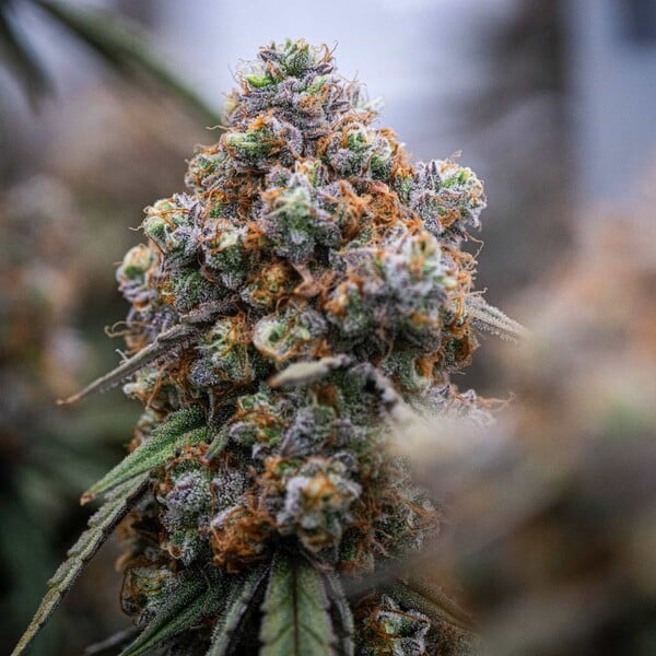 Medusa F1 Auto Buds Fast 42 Day Flower Rich Aroma, Potent Hybrid
