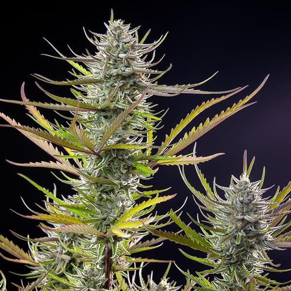 Royal Queen Seeds - Feminized Seeds Selection