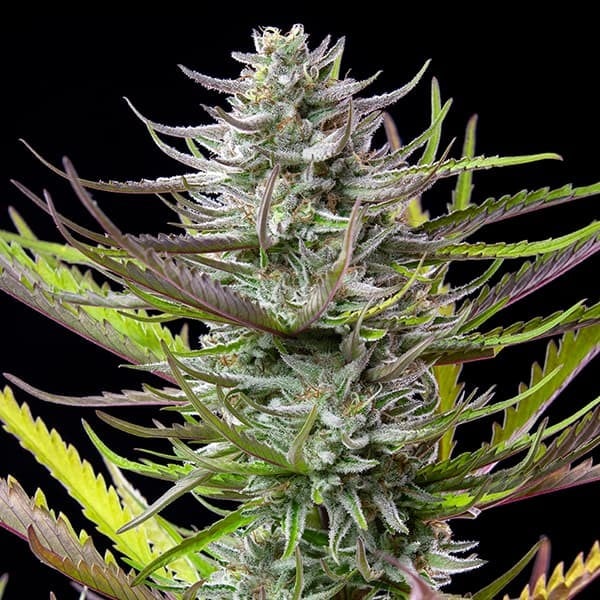 Purple Mimosa Strain Balanced Sativa Indica, Earthy Sour Aroma 9 Week Flower