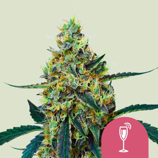 Mimosa Cannabis Buds 70% Sativa Dominant, Earthy Sour Terpenes 22% THC