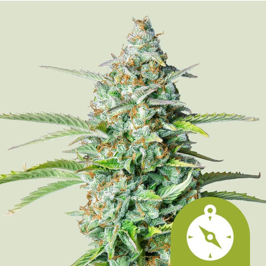 Northern Light Auto Cannabis Buds – Dense Resinous Indica, Citrus Pine Aroma