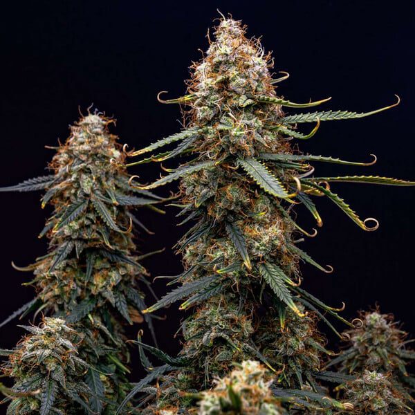 Royal Queen Seeds - Auto Flowering Seed Selection