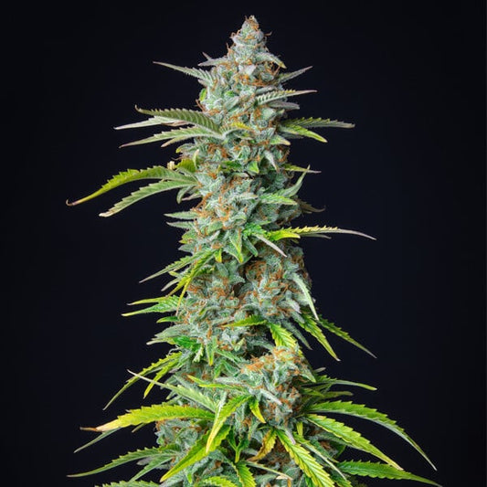 Northern Light Autoflower Buds – 80% Indica, Thick Resin, Earthy Fruity Tones