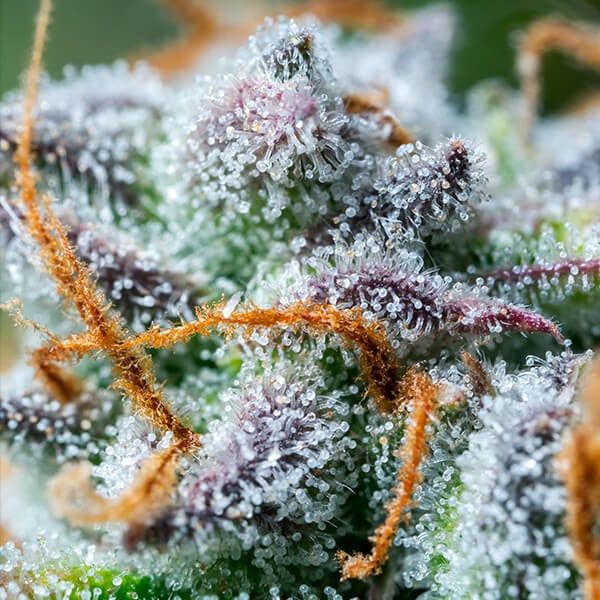 Northern Light Auto Indica Buds – Afghan Genetics, 14% THC, Smooth Relaxing High
