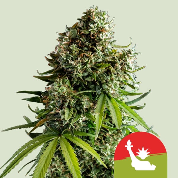 NYC Sour D Auto Cannabis Buds NY Diesel x Sour Diesel